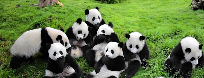 Cina, Sichuan, Chendgu, un gruppo di Panda Giganti del centro ricerca dei Panda