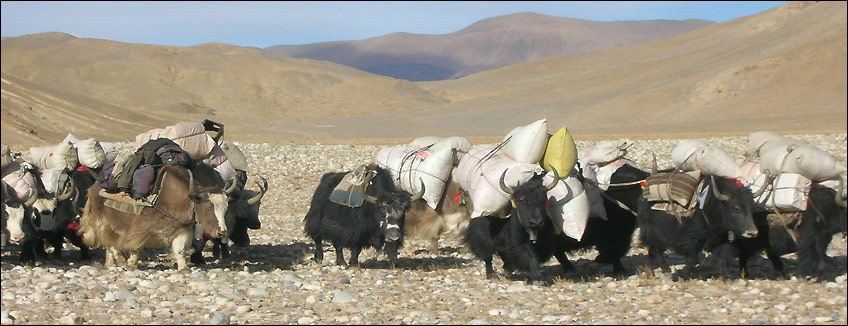 Tibet, il trekking da Tingri a Zommug/Everest, una carovana di Yak